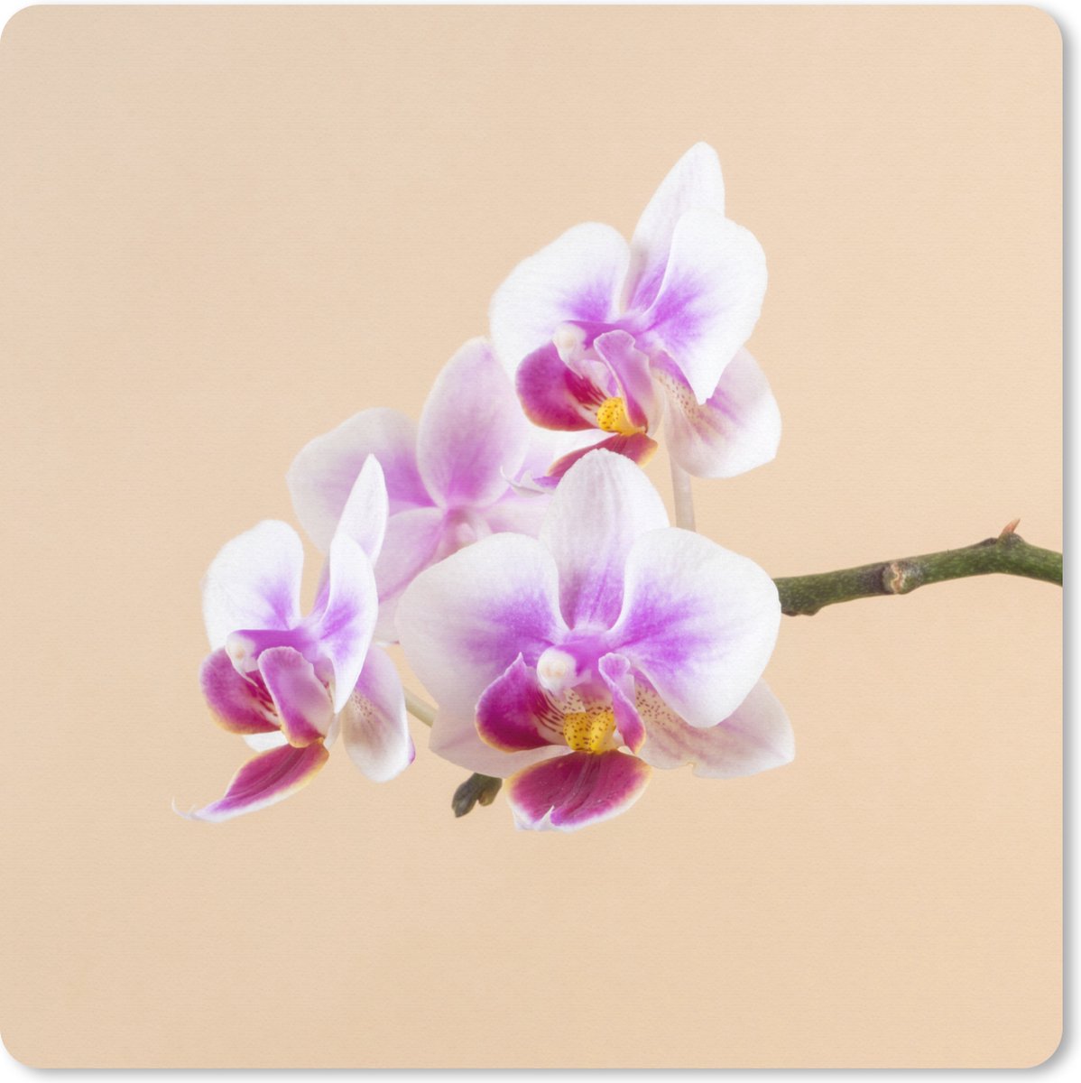 Muismat XXL 50x50 cm - Bureau onderlegger - Bureau mat Witte en roze orchidee - Bureaumat - Gaming mousepad xl - Bureaulegger groot - Computer deskmat
