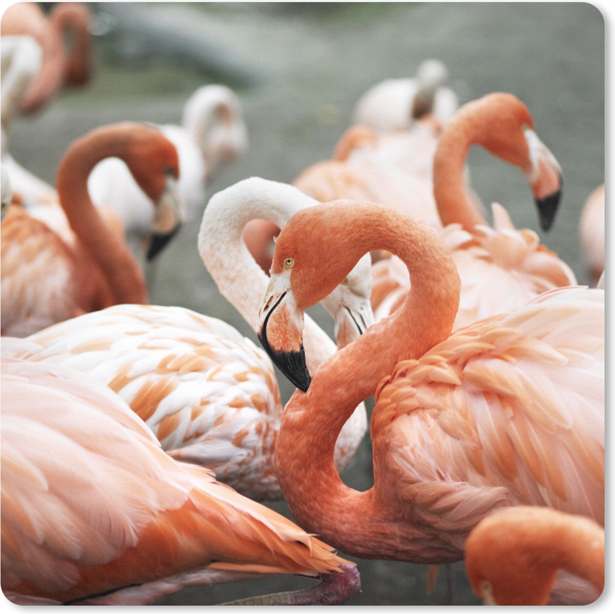 Muismat XXL - Bureau onderlegger - Bureau mat - Group roze Flamingo's op de plassen - 80x80 cm - XXL muismat