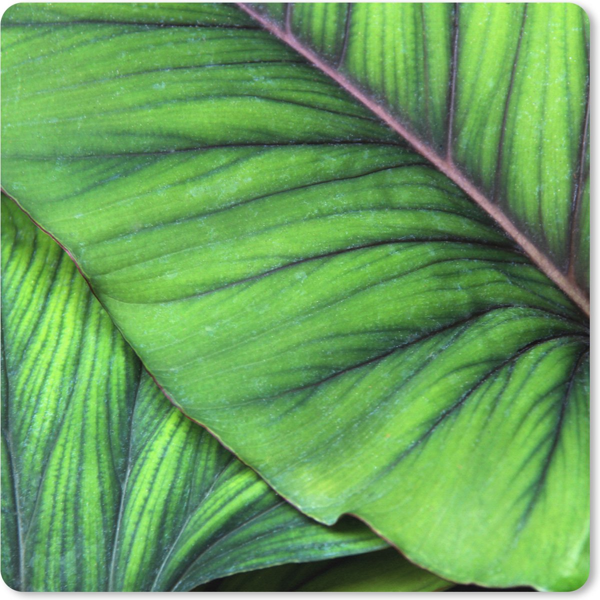 Muismat XXL 60x60 cm - Bureau onderlegger - Bureau mat Foto van grote tropische botanische bladeren - Bureaumat - Gaming mousepad xl - Bureaulegger groot - Computer deskmat