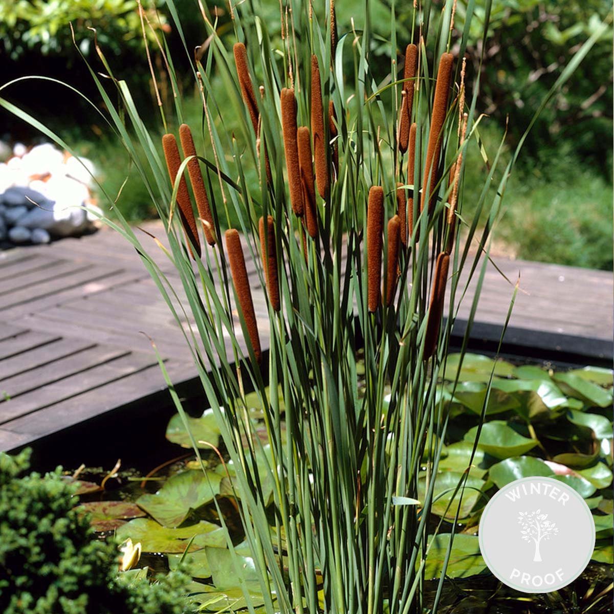 Typha latifolia Grote lisdodde Vijverplant Winterhard ⌀9 cm