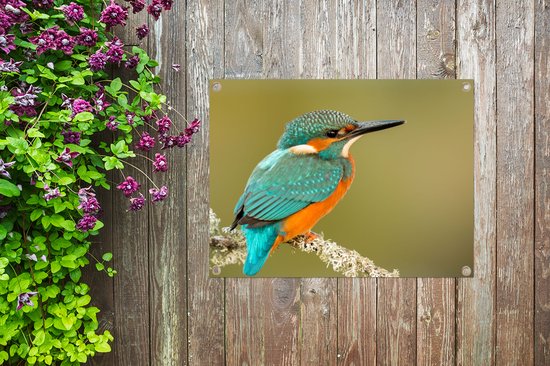Tuinposter 80x60 cm - Tuindecoratie IJsvogel - Dieren - Vogel - Poster voor in de tuin - Buiten decoratie - Schutting tuinschilderij - Tuindoek muurdecoratie - Wanddecoratie balkondoek
