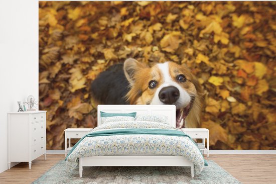 Papier peint Papier peint photo en vinyle - Corgi en automne largeur 350 cm x hauteur 260 cm - Tirage photo sur papier peint (disponible en 7 tailles)