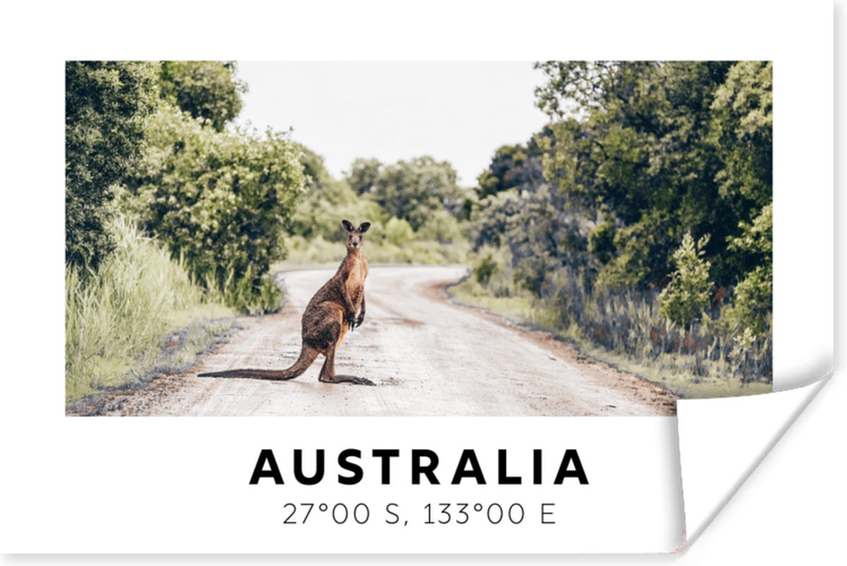 Poster Kangoeroe - Australië - Dieren - 60x40 cm