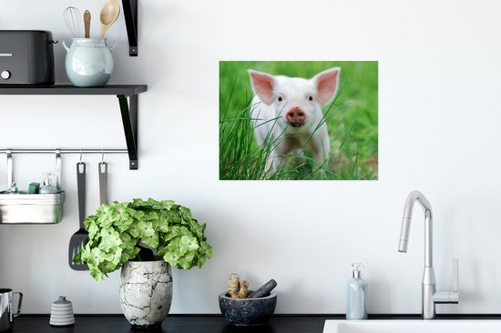 Affiche Cochon - Animaux - Porcelet - 40x30 cm