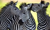 Fotobehang - Vlies Behang - Drie Vrolijke Zebra's - 208 x 146 cm