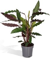 Hello Plants Calathea Rufibarba Schaduwplant - Ø 14 cm - Hoogte: 50 cm - Kamerplant