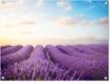 Bloemen - Lavendel - Wolken