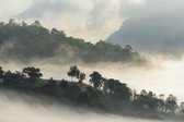 Fotobehang Bos In Mist - Vliesbehang - 400 x 280 cm