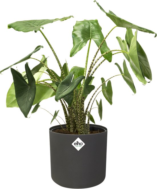 Elho B.for Soft Rond - Bloempotten voor Binnen - 100% Gerecycled Plastic - Set van 3 - Ø 14, 16, 18 cm - Antraciet