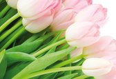 Flowers Tulips Nature Photo Wallcovering