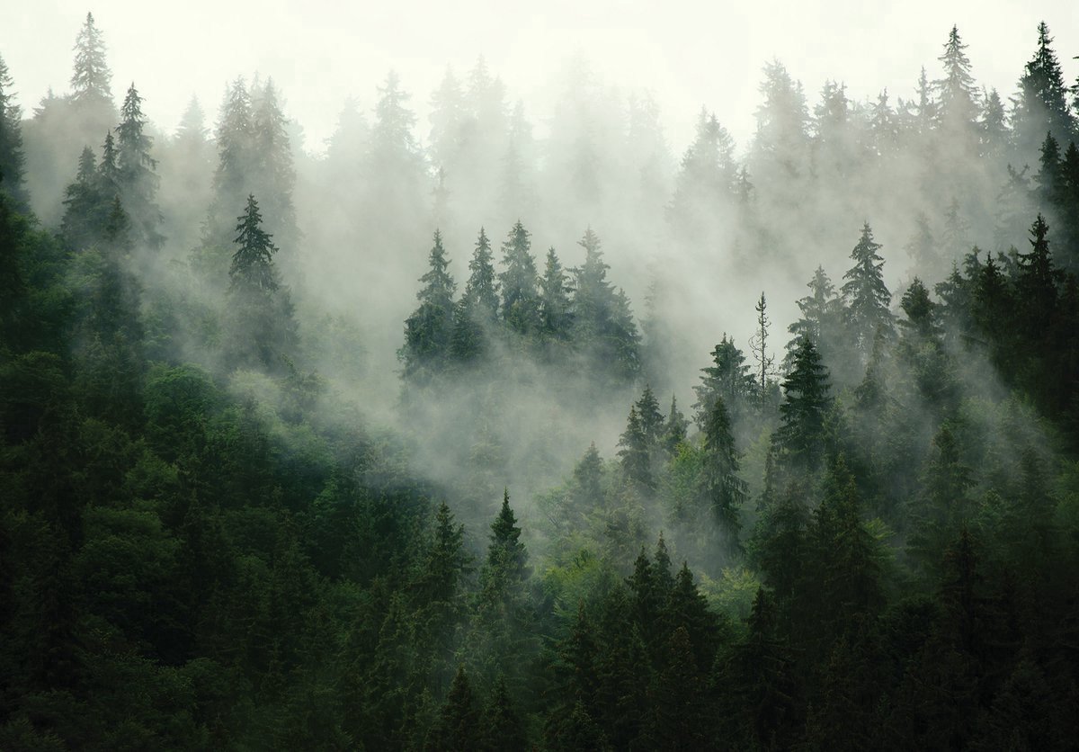 Fotobehang - Vlies Behang - Mistig Bos - Dennenbos in de Mist - 520 x 318 cm