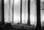 Fotobehang - Vlies Behang - Bomen in het Dennenbos - 368 x 254 cm
