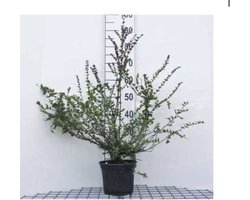 Lonicera nitida 'Red Tips' - Kamperfoelie, Struikkamperfoelie 20 - 25 cm in pot