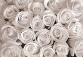 Papier peint photo - Papier Peint Intissé - Roses Witte - 254 x 184 cm