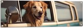 Tuinposter – Golden Retriever Hond uit Raam van Blauw Busje - 120x40 cm Foto op Tuinposter (wanddecoratie voor buiten en binnen)