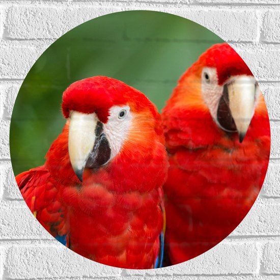 Muursticker Cirkel - Twee papegaaien zitten langs elkaar in een bos - 50x50 cm Foto op Muursticker