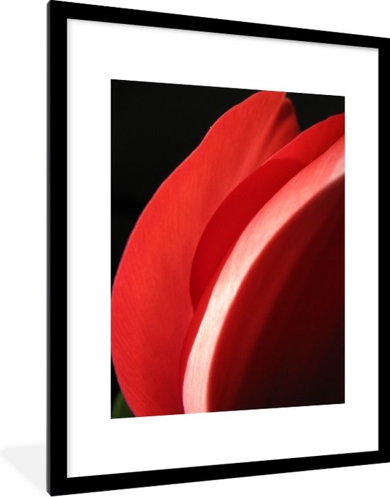 Photo en cadre Gros plan de la t te d une tulp rouge sur fond