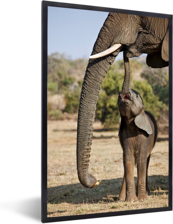 Cadre photo avec affiche - Bébé éléphant communique avec sa mère - 60x90 cm - Cadre pour affiche