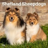 Shetland Sheepdogs 2024 Square