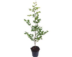 Fagus sylvatica C2.5 60-80 cm - Bladverliezend - Populair bij vogels - Prachtige herfstkleur - Snelle groeier