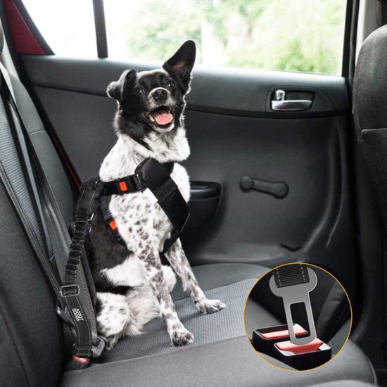 Chien noir et blanc portant un harnais et une laisse, assis sur la banquette arrière d'une voiture.