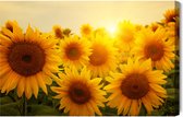 Painting King - Tableau sur toile Coucher de soleil sur les tournesols - 30 x 20 cm