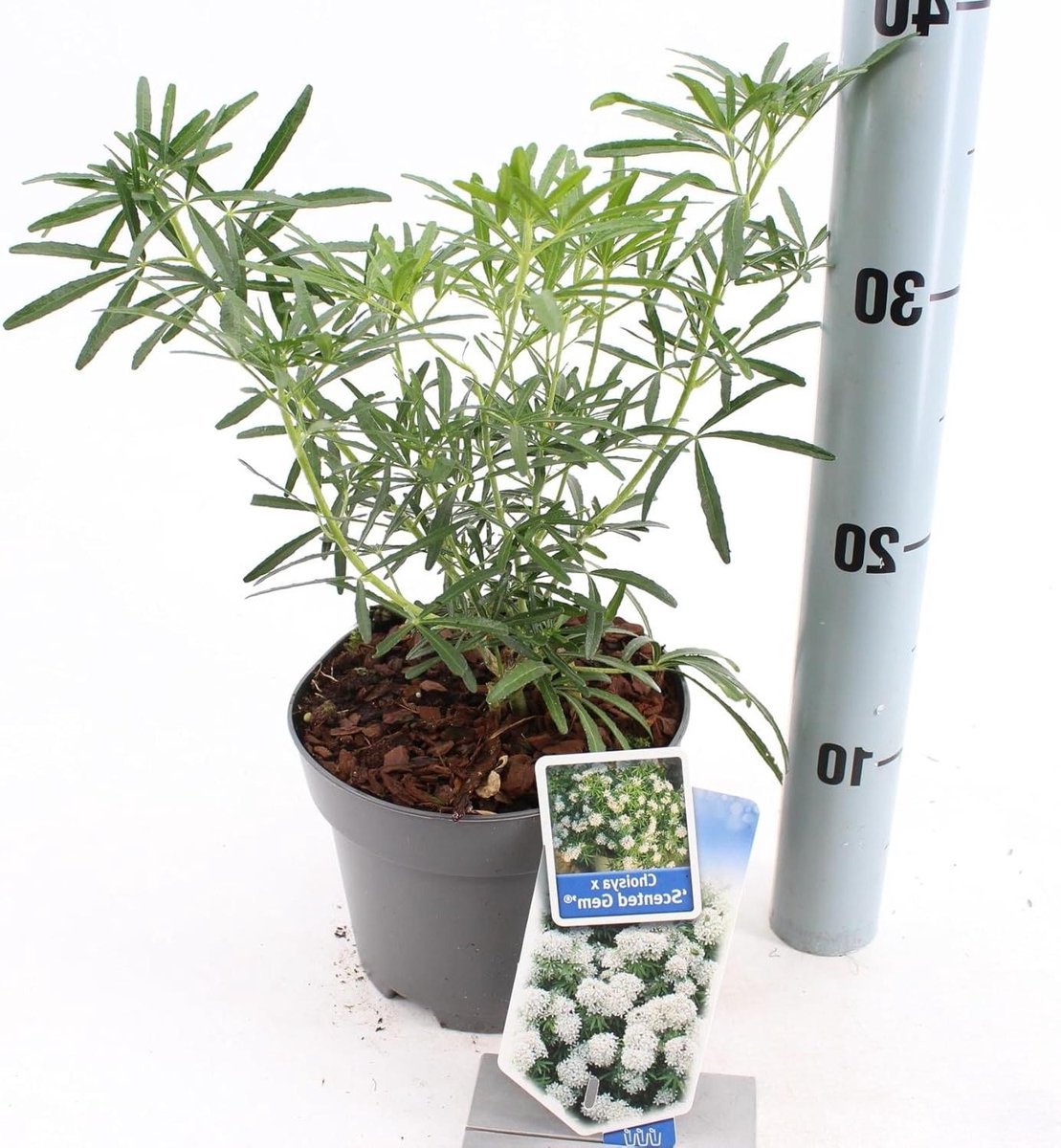 Oranjebloesem struik - Geurende plant - Tuin decoratie - Groenblijvend - 60-100 cm - Wit