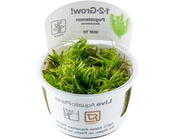 Aquarium Plant - Waterplant Pot - Onderwater Decoratie - Huisdiervriendelijk - 20 cm Hoog - Groen