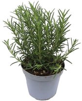 JUNAVERA Rozemarijn – Aromatische mediterrane kruidenplant – 10 cm pot – ca. 20 cm hoog