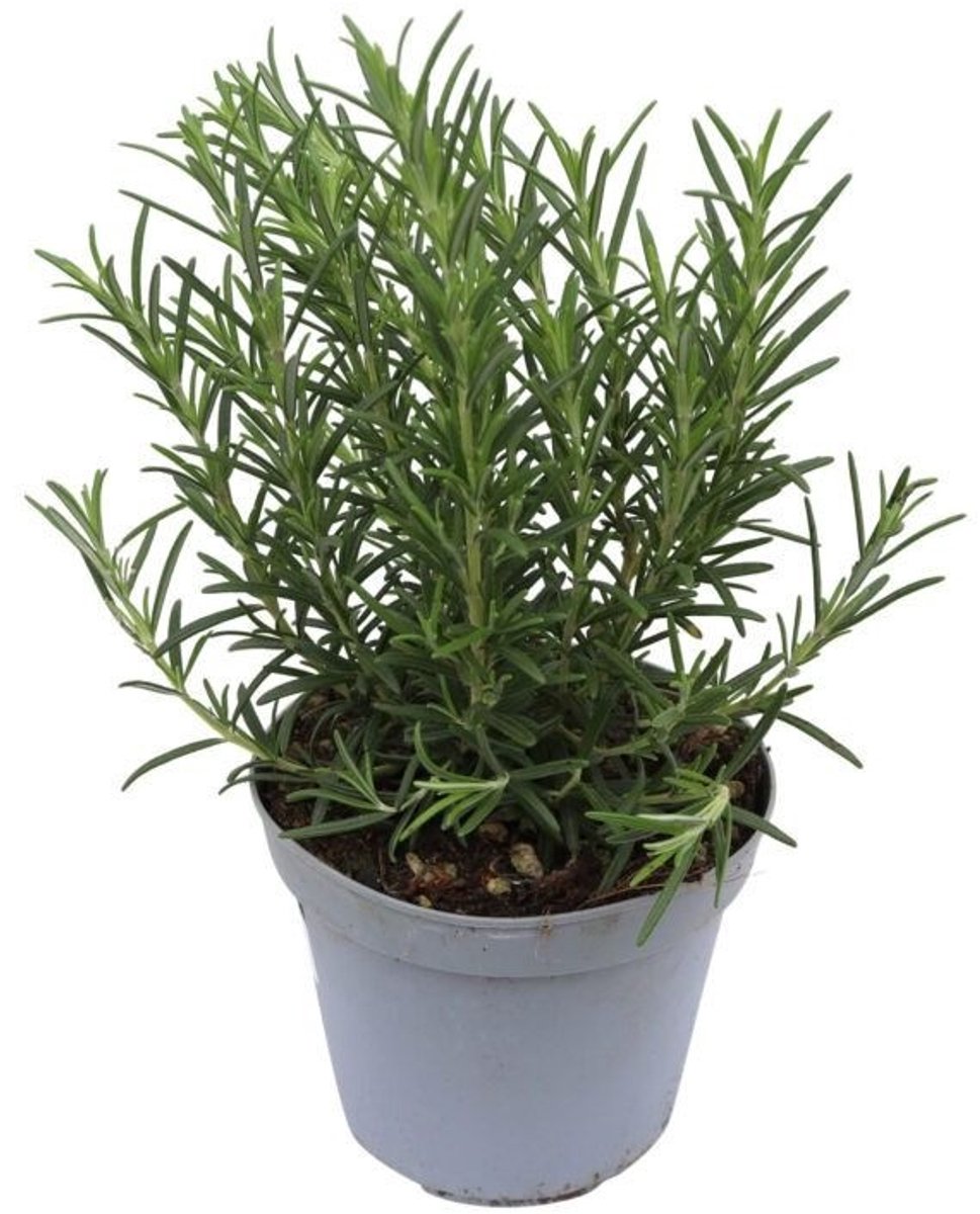 JUNAVERA Rozemarijn – Aromatische mediterrane kruidenplant – 10 cm pot – ca. 20 cm hoog