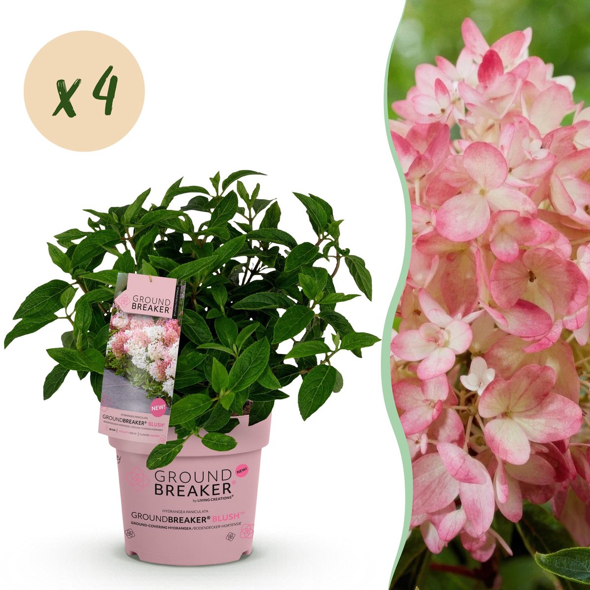 Plantenboetiek.nl | Hydrangea panniculata Groundbreaker Blush - Pluimhortensia - Winterhard - Roze - 4 Planten - Ø14cm - 20-25cm hoog - Tuinplant