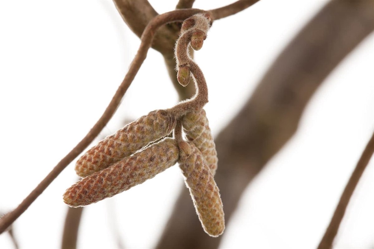 Geduldboom Hazelaar - Draaiende Takken - Tuin Decoratie - Winterhard Onderhoudsarm - 60-80cm Hoog