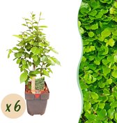 Haagplanten - Carpinus betulus - blad groen - 6 planten - 1 strekkende meter - bladverliezend - pot 17cm hoogte 55cm