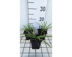 6x Afrikaanse lelie - Agapanthus 'Headbourne Hybrids' | 9x9 cm pot