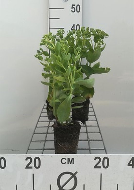 6x Vetkruid planten met groene bladeren in potten van 9x9 cm.