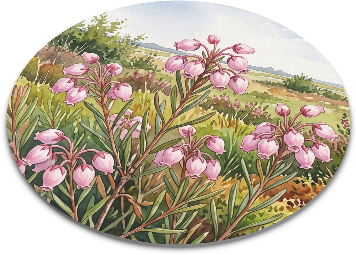 Ronde muismat Lavendelhei (Andromeda polifolia) in bloei. Botanische aquarel natuurtekening van een veenlandschap met roze klokjesbloemen. Sfeervolle bureau accessoire voor de natuurliefhebber. Aquarel Series - 22x22 cm.