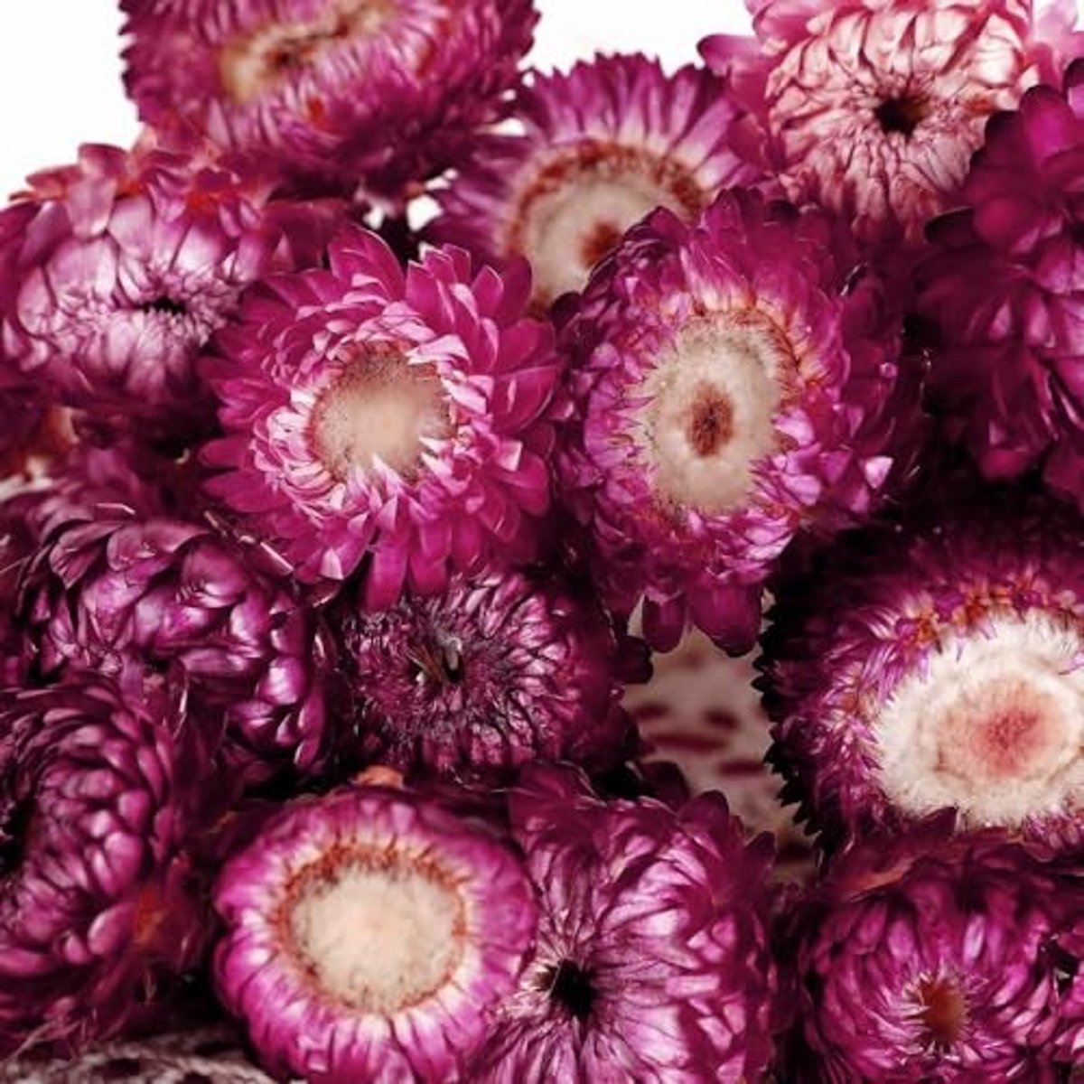 Dailygoods- Gedroogde Bloemkoppen 120 Stuks - Chrysantbloemen - Echte Madeliefjes - Zonnebloemen - Bloemendecoratie - Paars - Kunsthandwerk - Droogbloemen