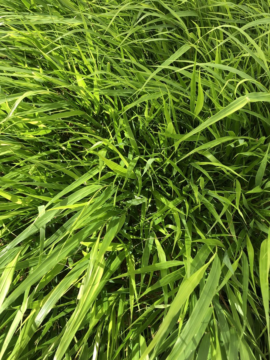 6x japans berggras - Hakonechloa Macra | 9x9 cm pot