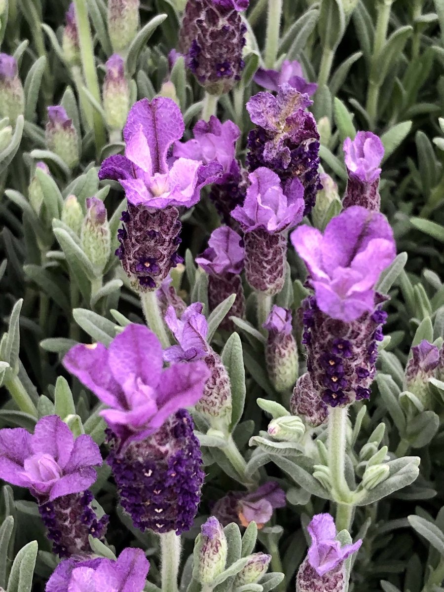 6x Kuiflavandel - Lavandula stoechas 'Pedunculata' | 9x9 cm pot