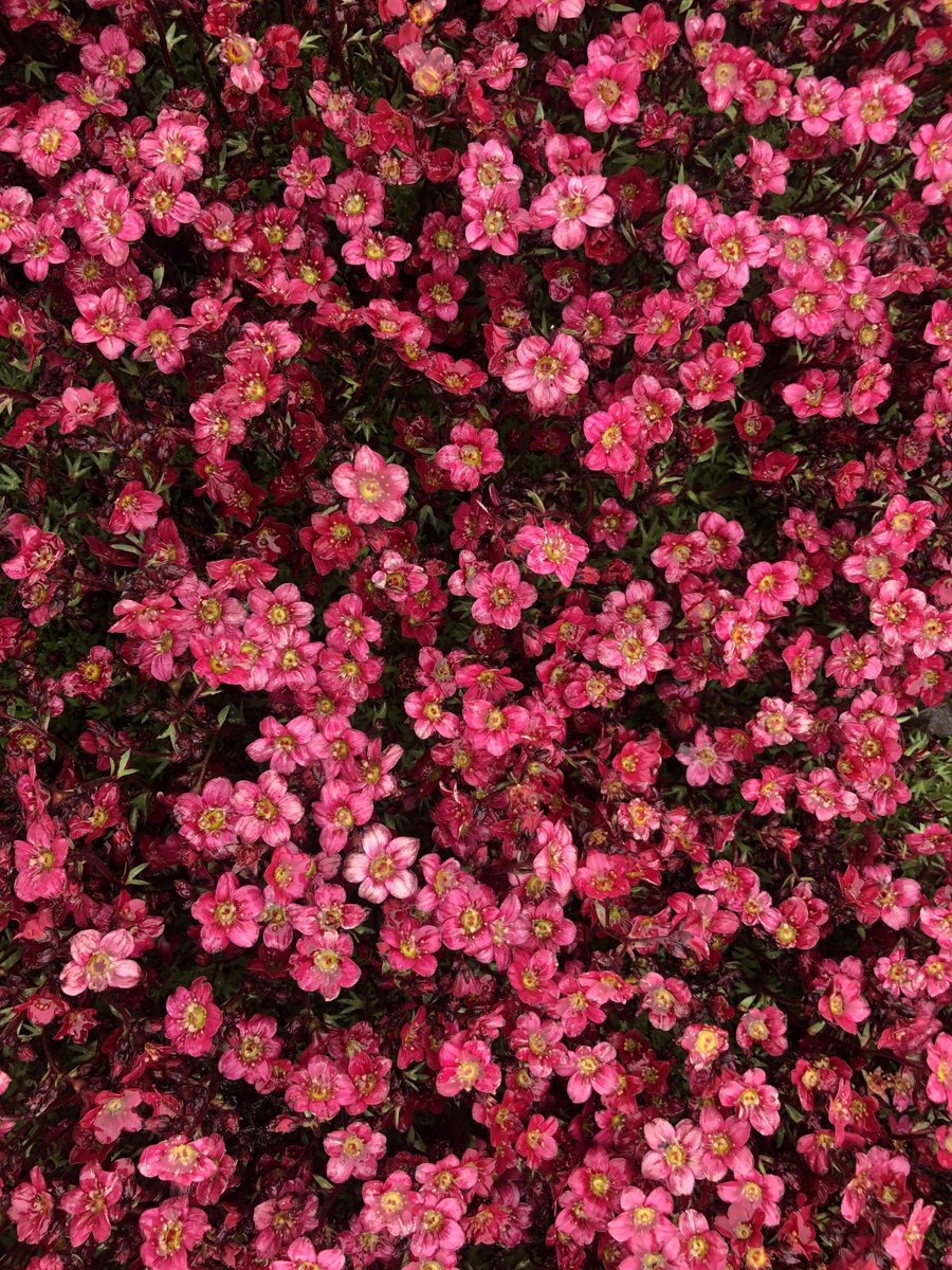 6x Mossteenbreek - Saxifraga arendsii 'Peter Pan' | 9x9 cm pot