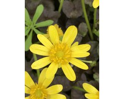 6x Speenkruid - Ranunculus ficaria 'Brazen Hussy' | 9x9 cm pot