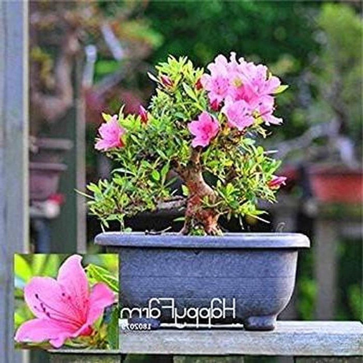 Azalea Zaden - Perkoze Bloemen - Tuinieren Buiten - Makkelijk Te Kweken - 10 Stuks - Groen