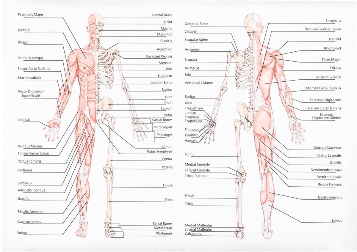 Dailygoods- Poster Menselijke Anatomie - Anatomisch Skelet - Onderwijs Poster - Muurkunst - Anatomie voor School - Wetenschappelijke Weergave - Anatomieposter