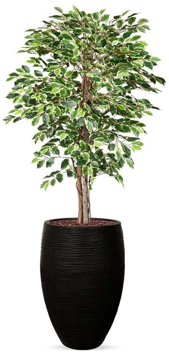 HTT Decorations Kunstplant Ficus bont in Vaas elegant Deluxe Rib zwart H200 cm