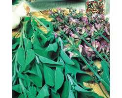 Sluis Garden - Salie Fanni Biologisch (Salvia officinalis)