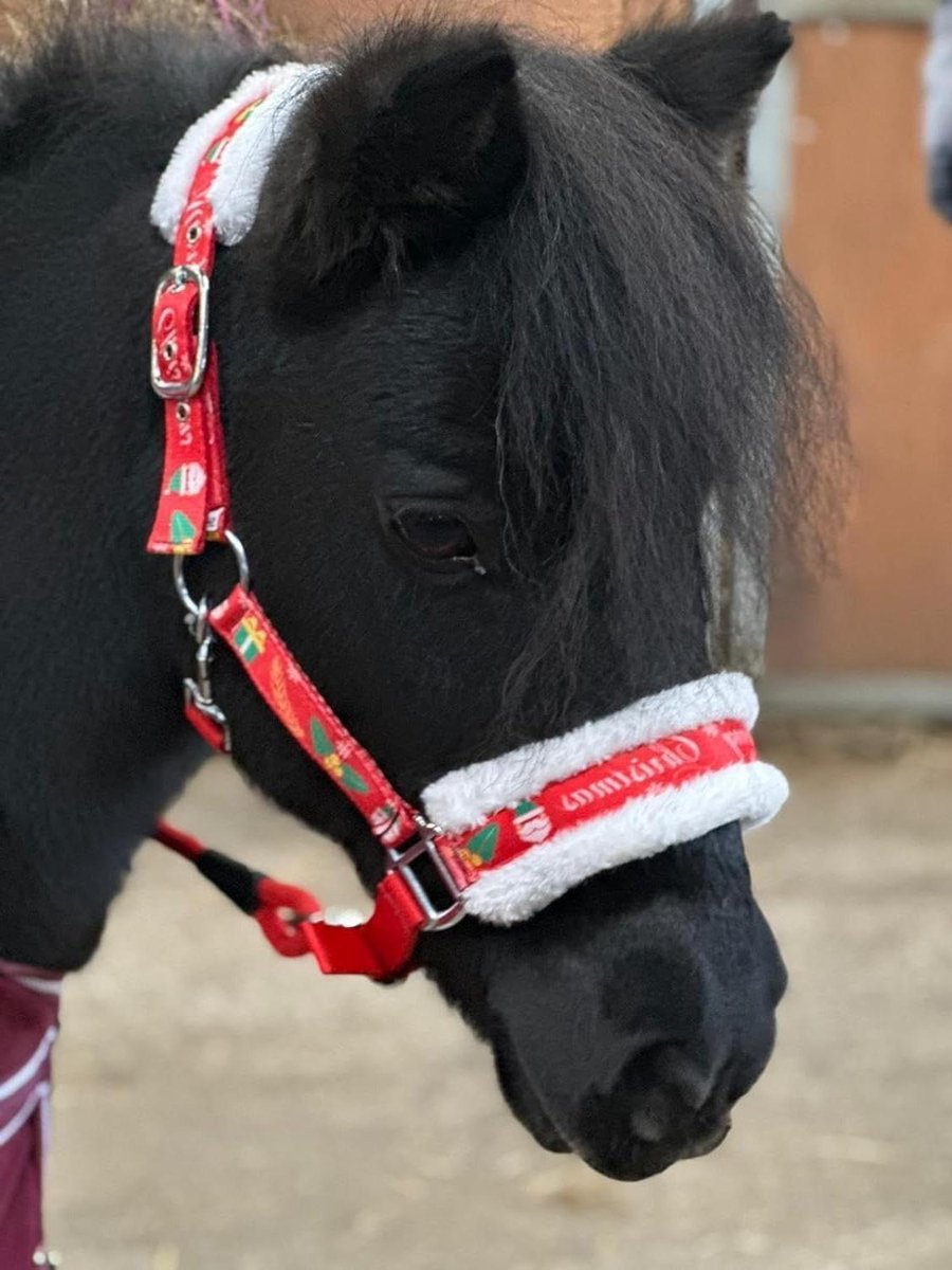 Paard Halster Touw - Halter Set - Feestelijke Stal - Zachte Fleece Voering - Mini Shetland - Rood