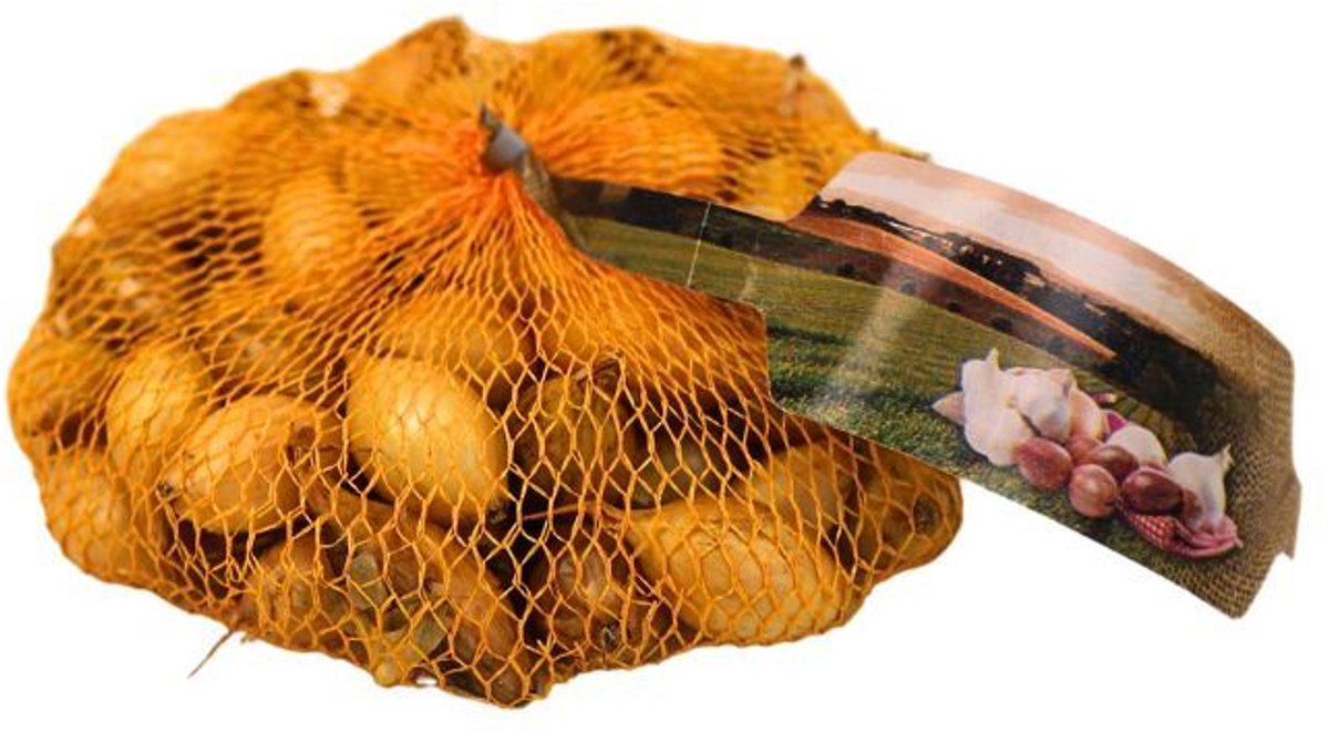 Winter Plantuien Senshyu Yellow 250g September - November - Garden Select