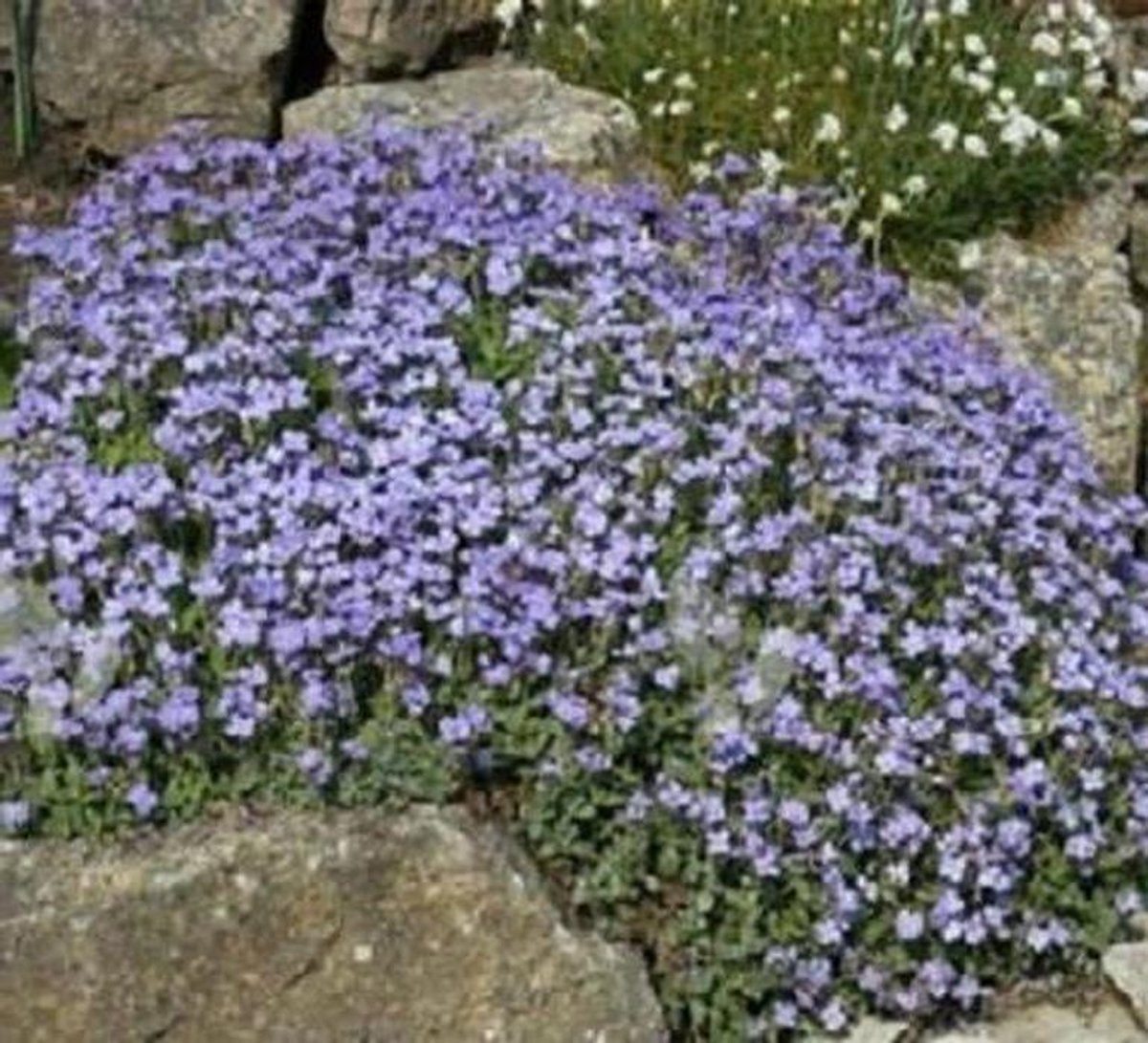 Tuinkers zaden - Aubrieta zaden - Bloemen kweken - Perenniale bloeier - 250 stuks - Lichtblauw