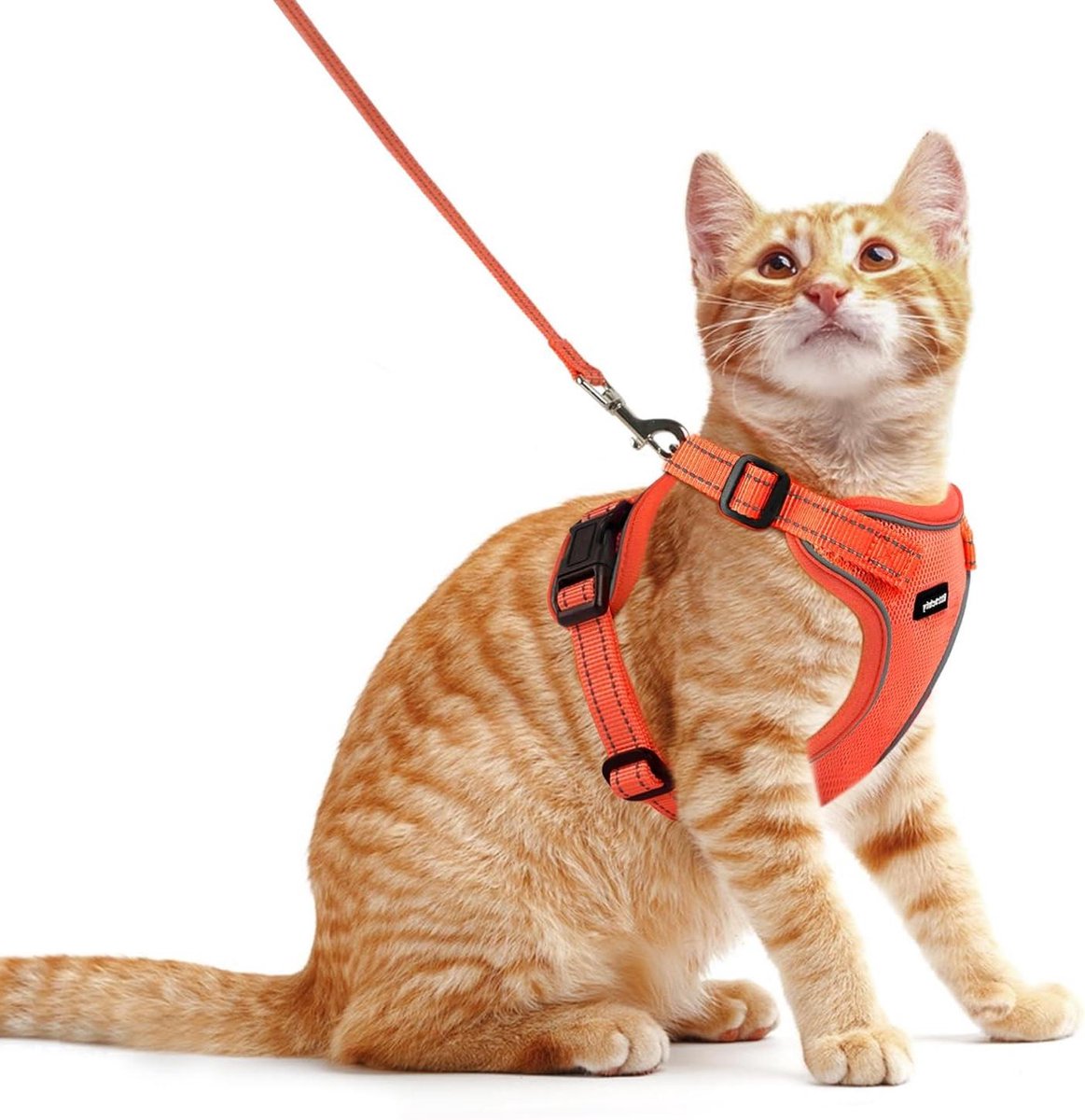 Hondenharnas en Riem - Kat Tuigje Set - Veilig Wandelen Buiten - Ontsnappingsbestendig Ontwerp - S Borst 34-42cm - Oranje