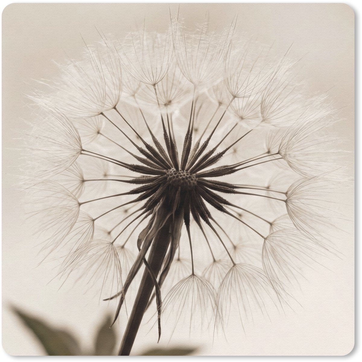 Muismat 20x20 cm - Mousepad Paardenbloem - Minimalistisch - Wit - Muismatten